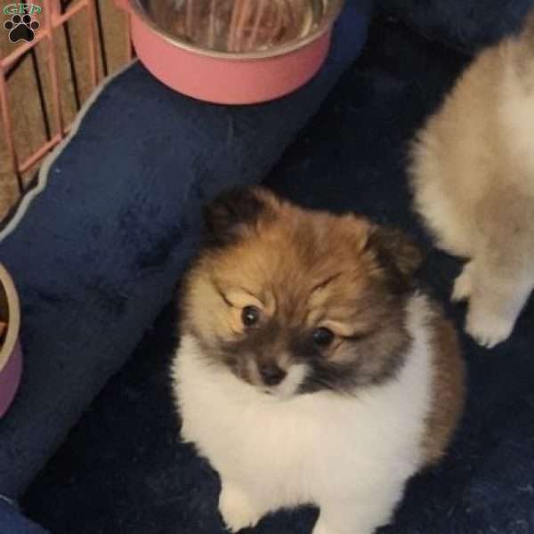 Peter Cotton Tail, Pomeranian Puppy